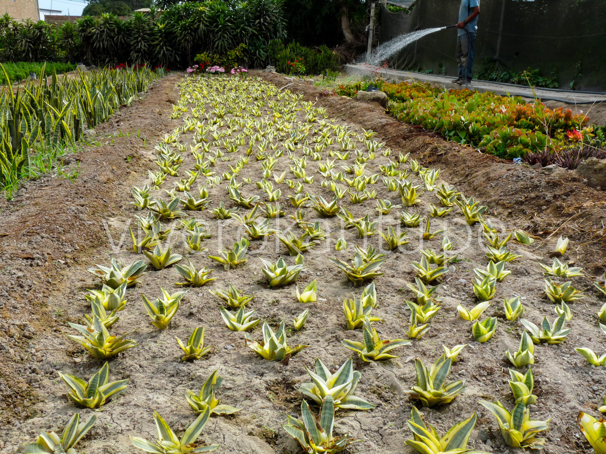 San Silverias - Sansevieria - Vivero Kantu