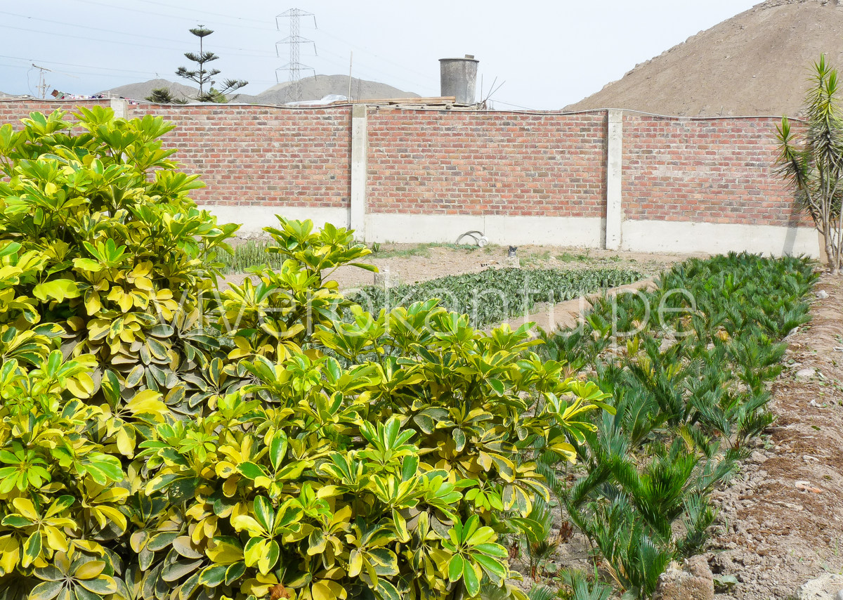 Schefflera arboricola - Escheflera variegada - Vivero Kantu