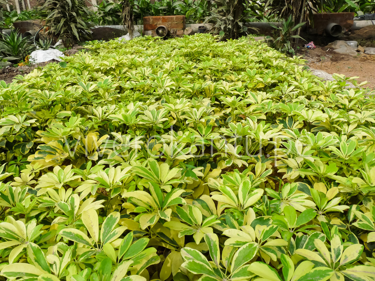 Schefflera arboricola - Escheflera variegada - Vivero Kantu