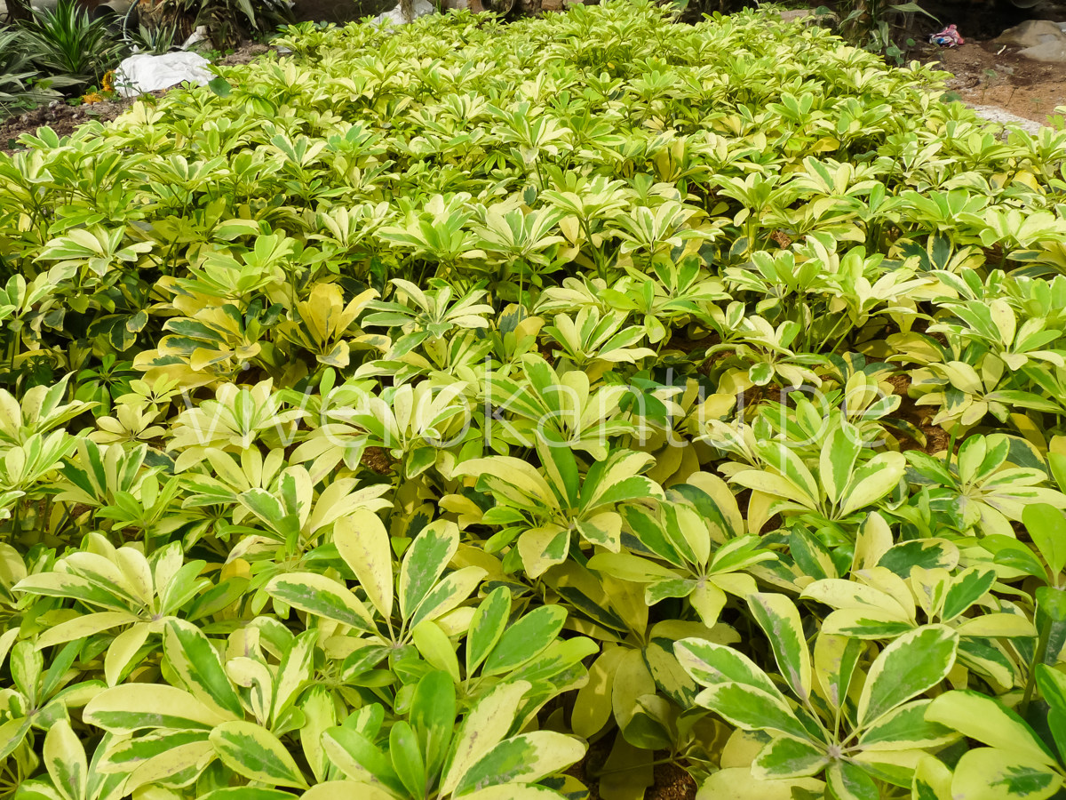 Schefflera arboricola - Escheflera variegada - Vivero Kantu