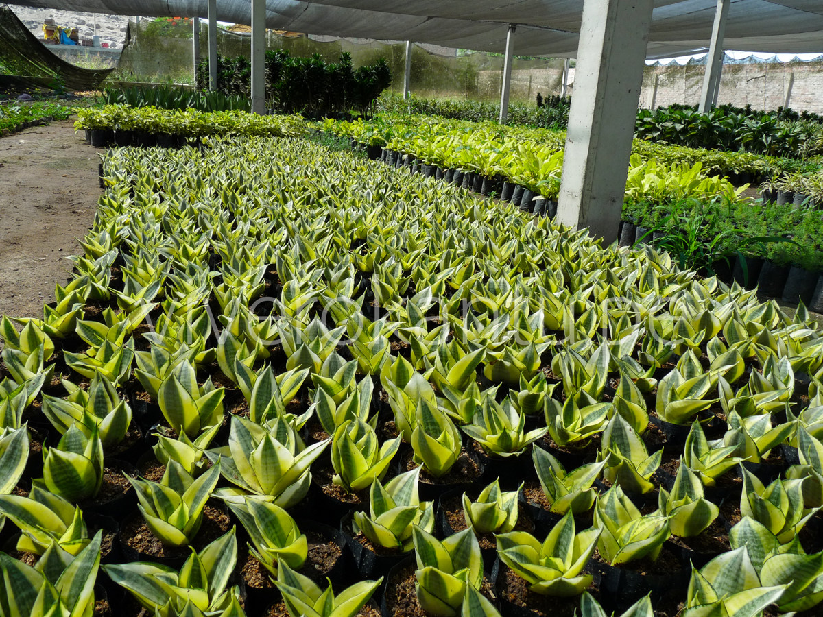 San Silverias - Sansevieria - Vivero Kantu