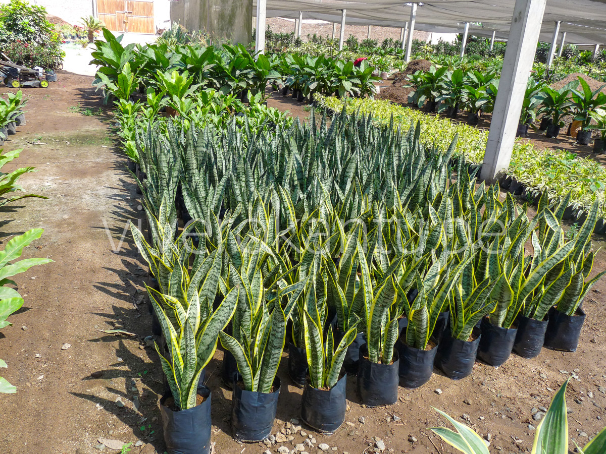 San Silverias - Sansevieria- Vivero Kantu