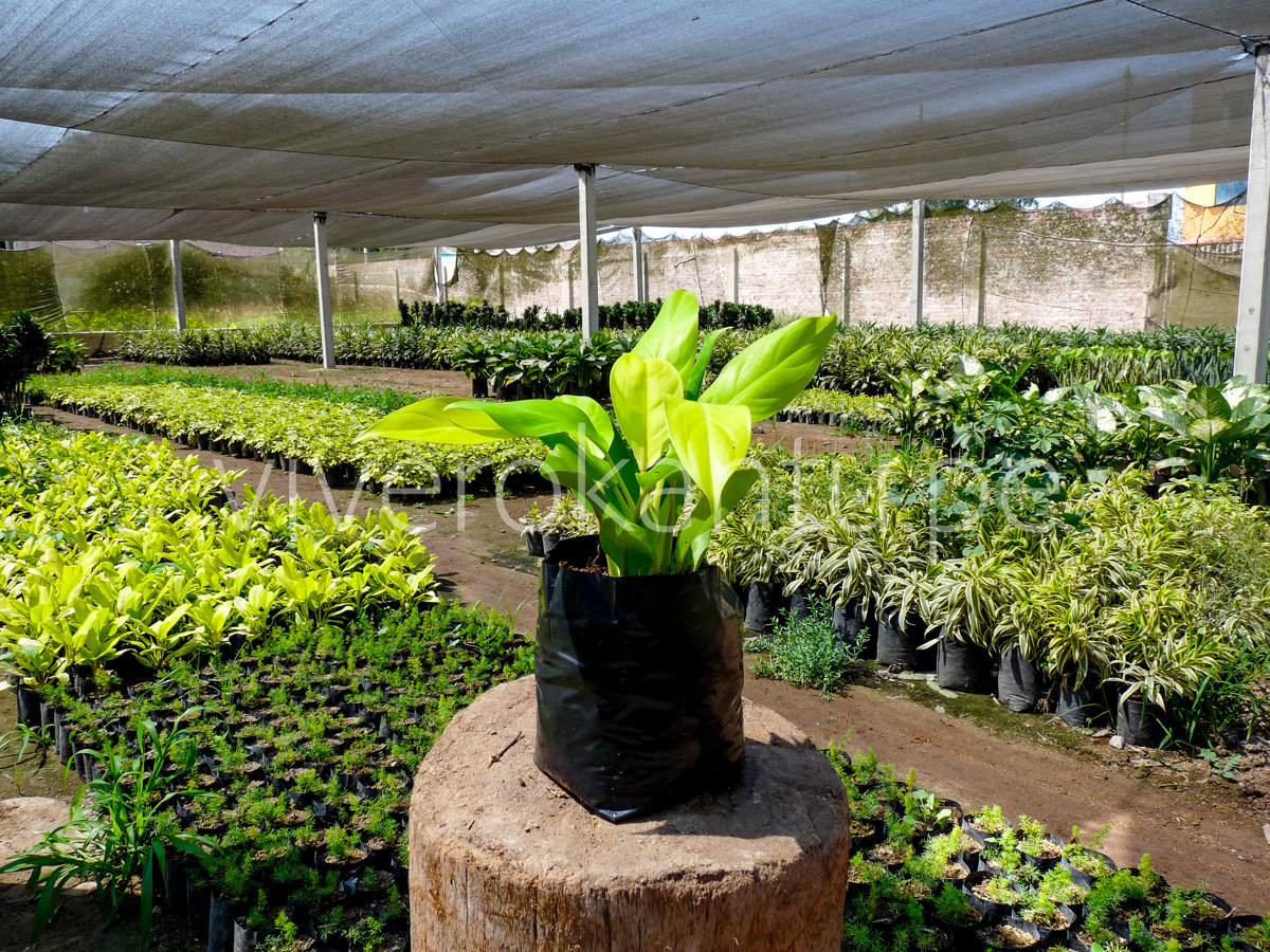 Filodendro Limón  - Torenia fournieri - Vivero Kantu