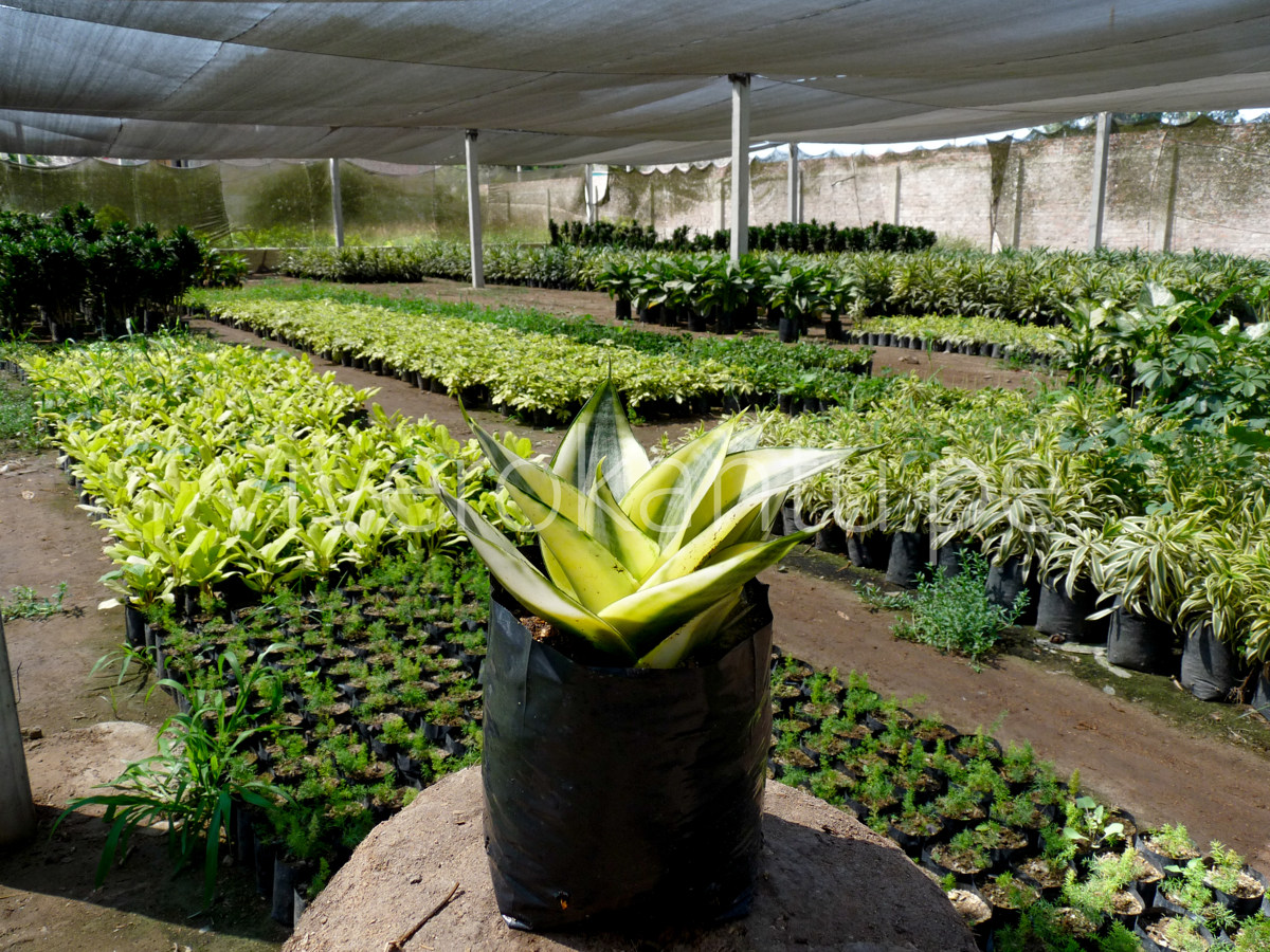 San Silverias - Sansevieria- Vivero Kantu
