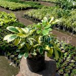 Schefflera arboricola – Escheflera variegada