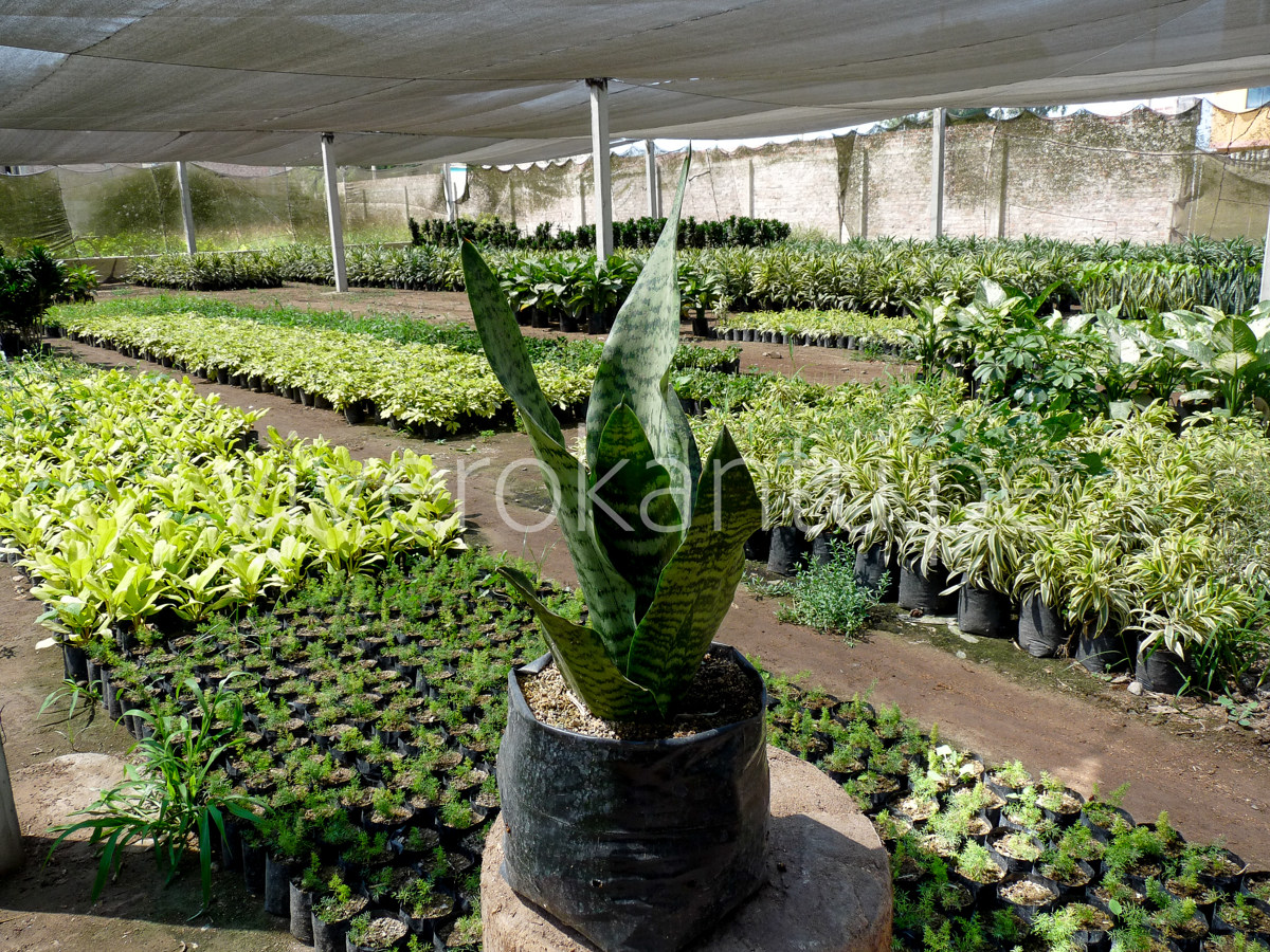 San Silverias - Sansevieria - Vivero Kantu