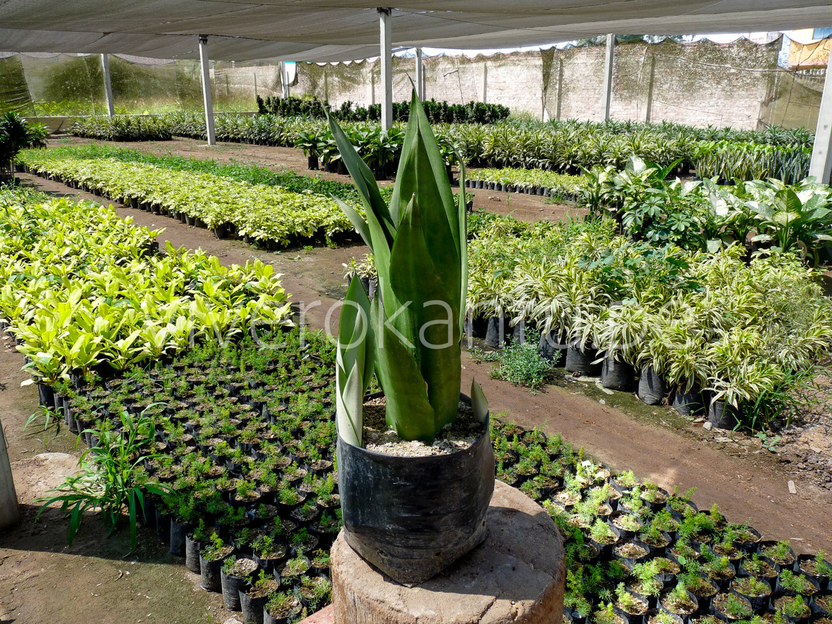 San Silverias - Sansevieria - Vivero Kantu
