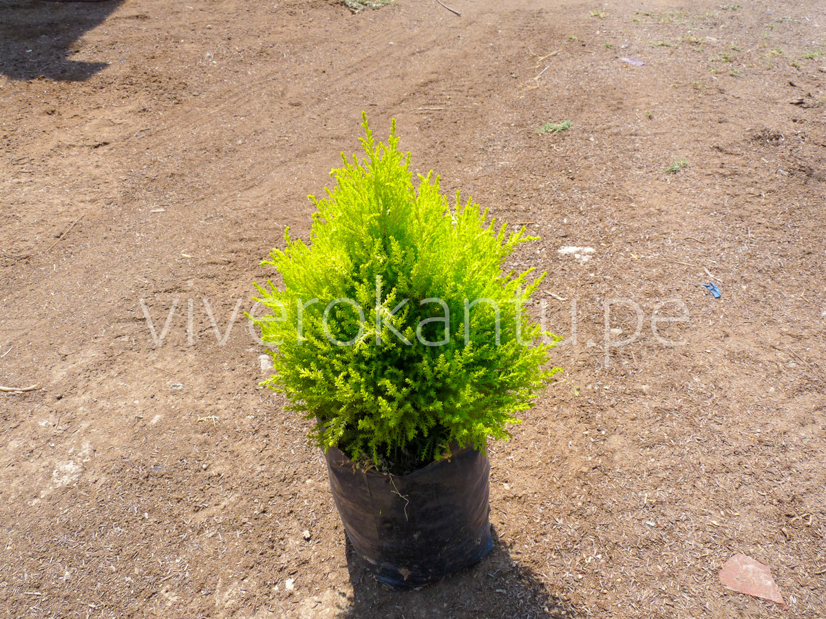Cipres Limon - Cupressus macrocarpa - Vivero Kantu