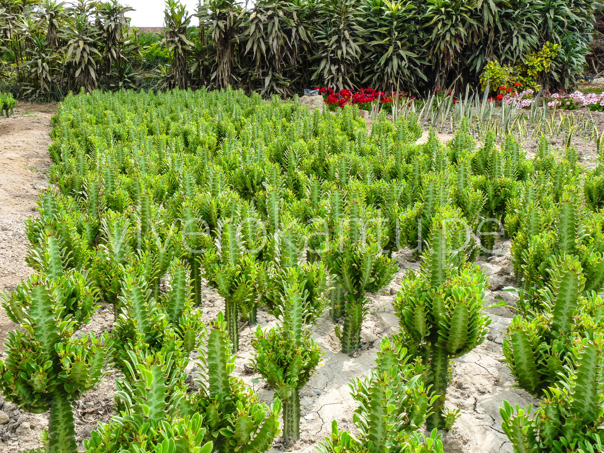 Cactus Candelabro - Euphorbia trigona - Vivero Kantu en Lima