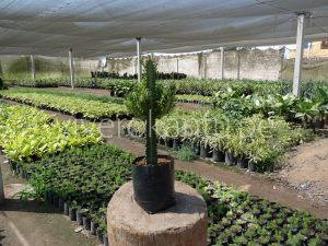 Cactus Candelabro – Euphorbia trigona