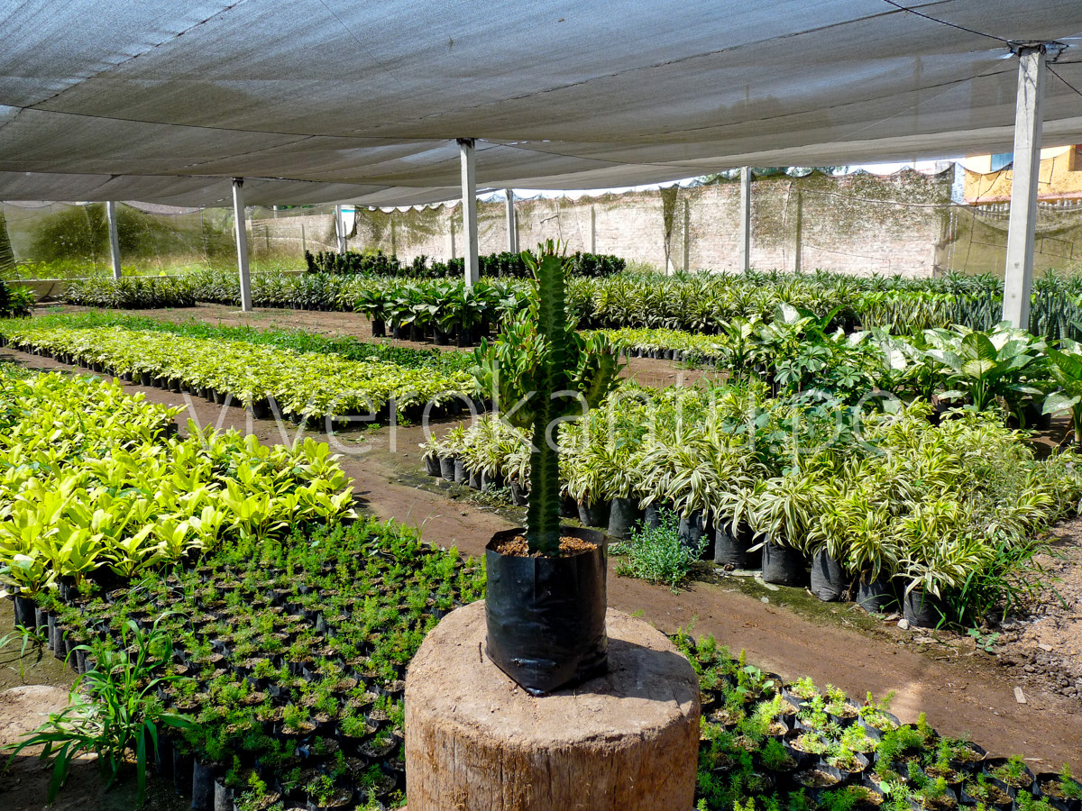 Cactus Candelabro - Euphorbia trigona - Vivero Kantu en Lima