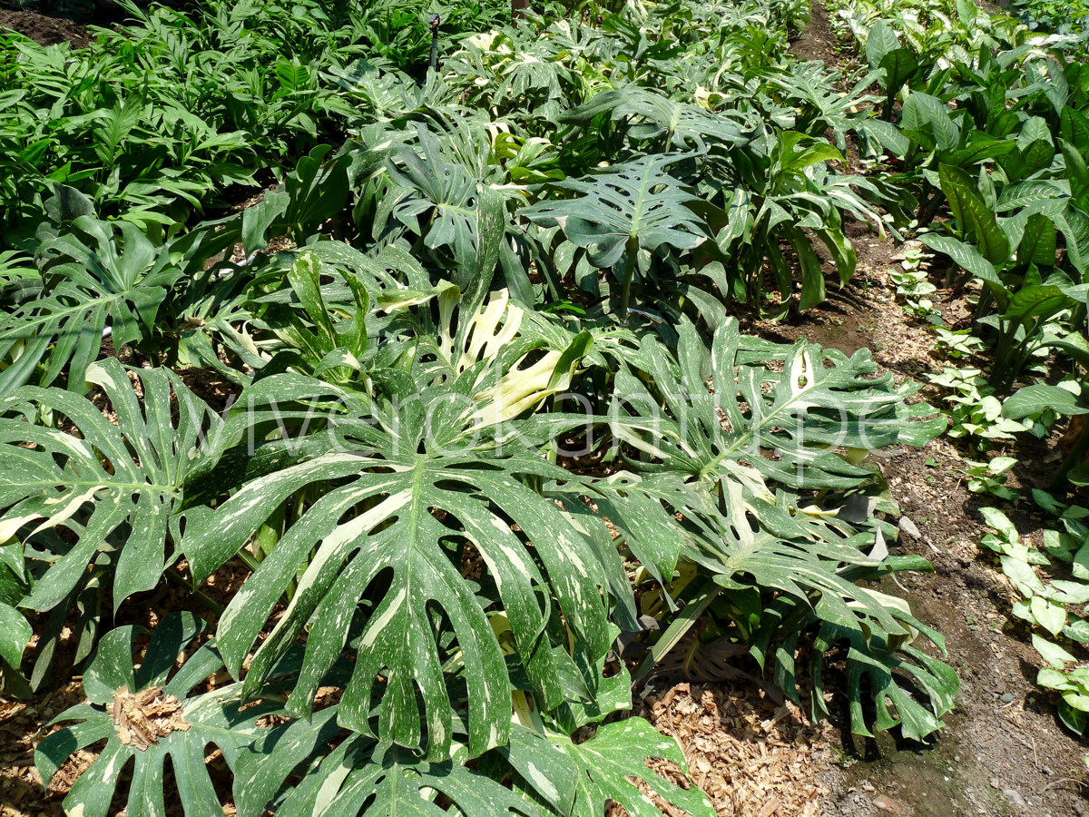 Costilla de Adan Variegata - Philodendron Pertusum vivero Kantu