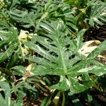 Costilla de Adan Variegata – Philodendron Pertusum