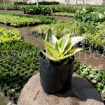 San Silverias – Sansevieria