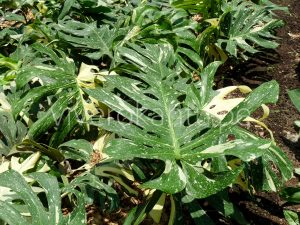 Costilla de Adan Variegata – Philodendron Pertusum